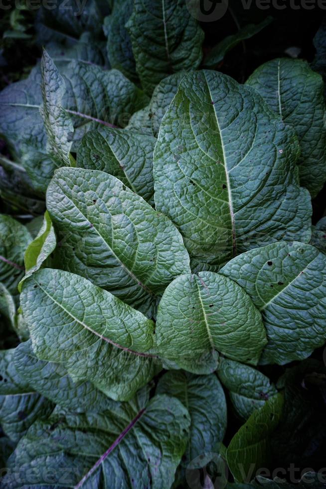 green plant leaves in the nature green background photo