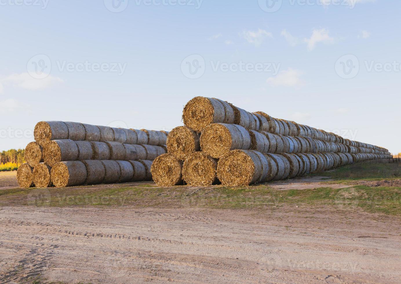 Huge straw piles of hay rolled in bales on a harvested field against a blue sky photo