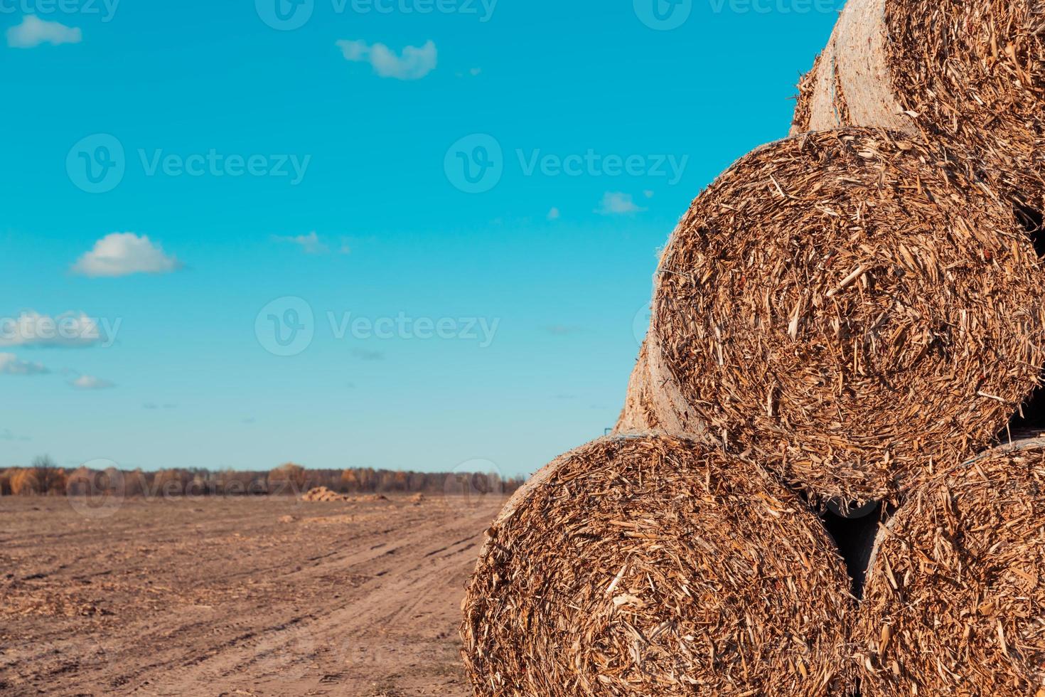 Huge straw piles of hay rolled in bales on a harvested field against a blue sky photo