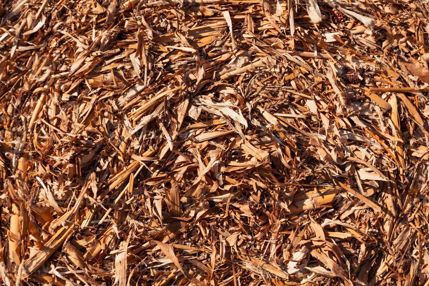 Dry straw hay texture background photo