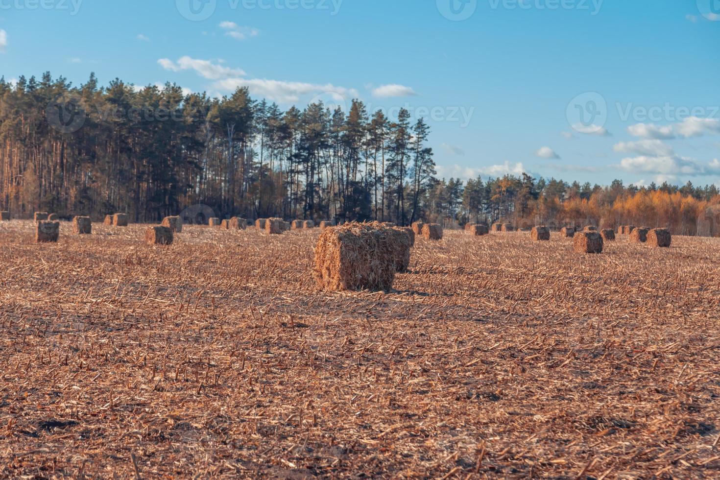 hermoso paisaje de campo foto