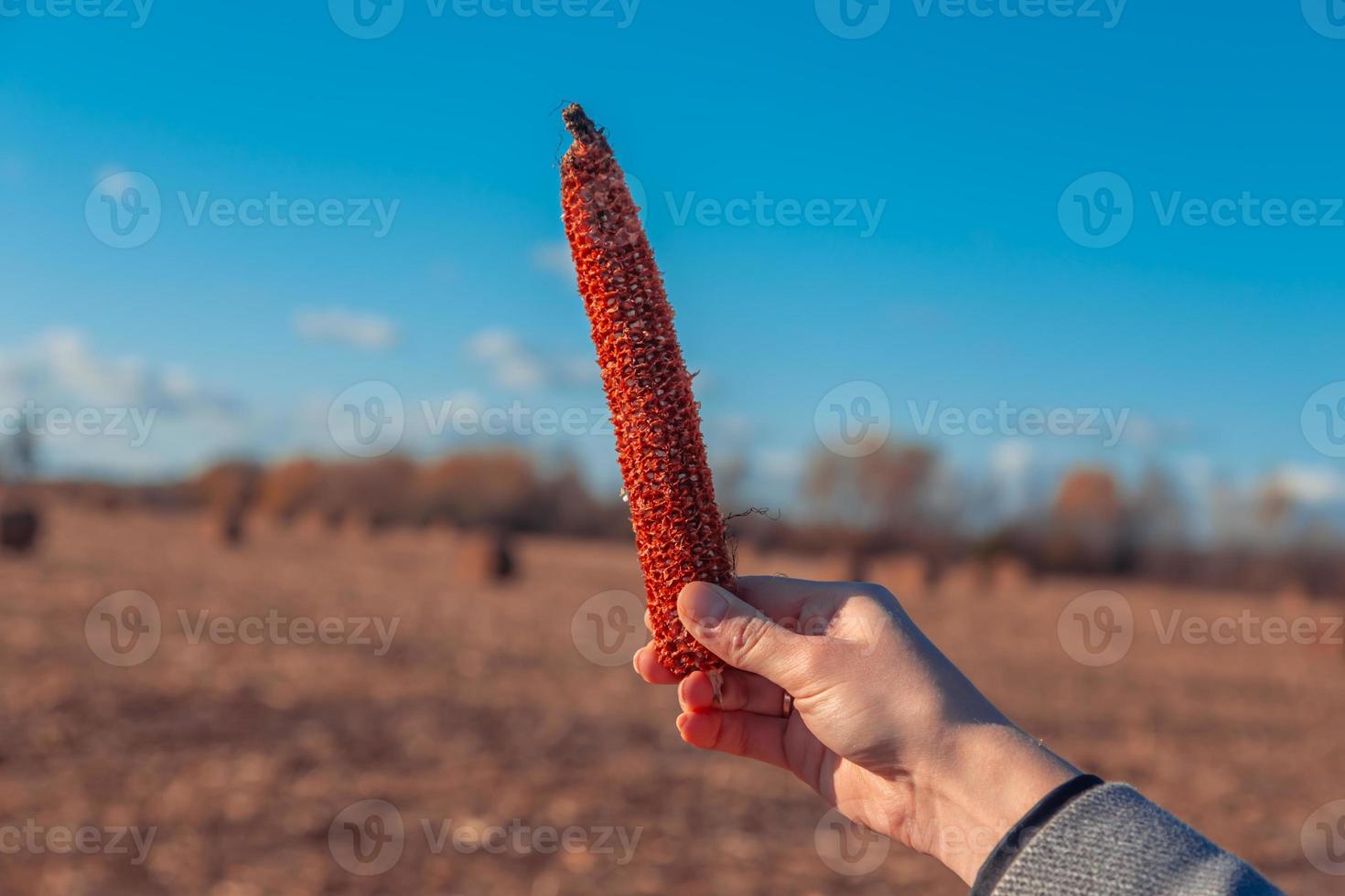 La mano sostiene el columpio vacío de maíz rojo en el fondo de heno y cielo foto