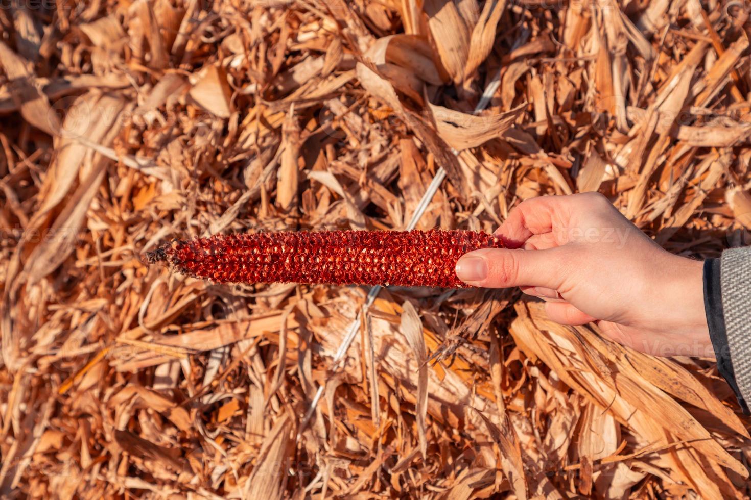 Hand holds empty swing of red corn on the background of hay and sky photo