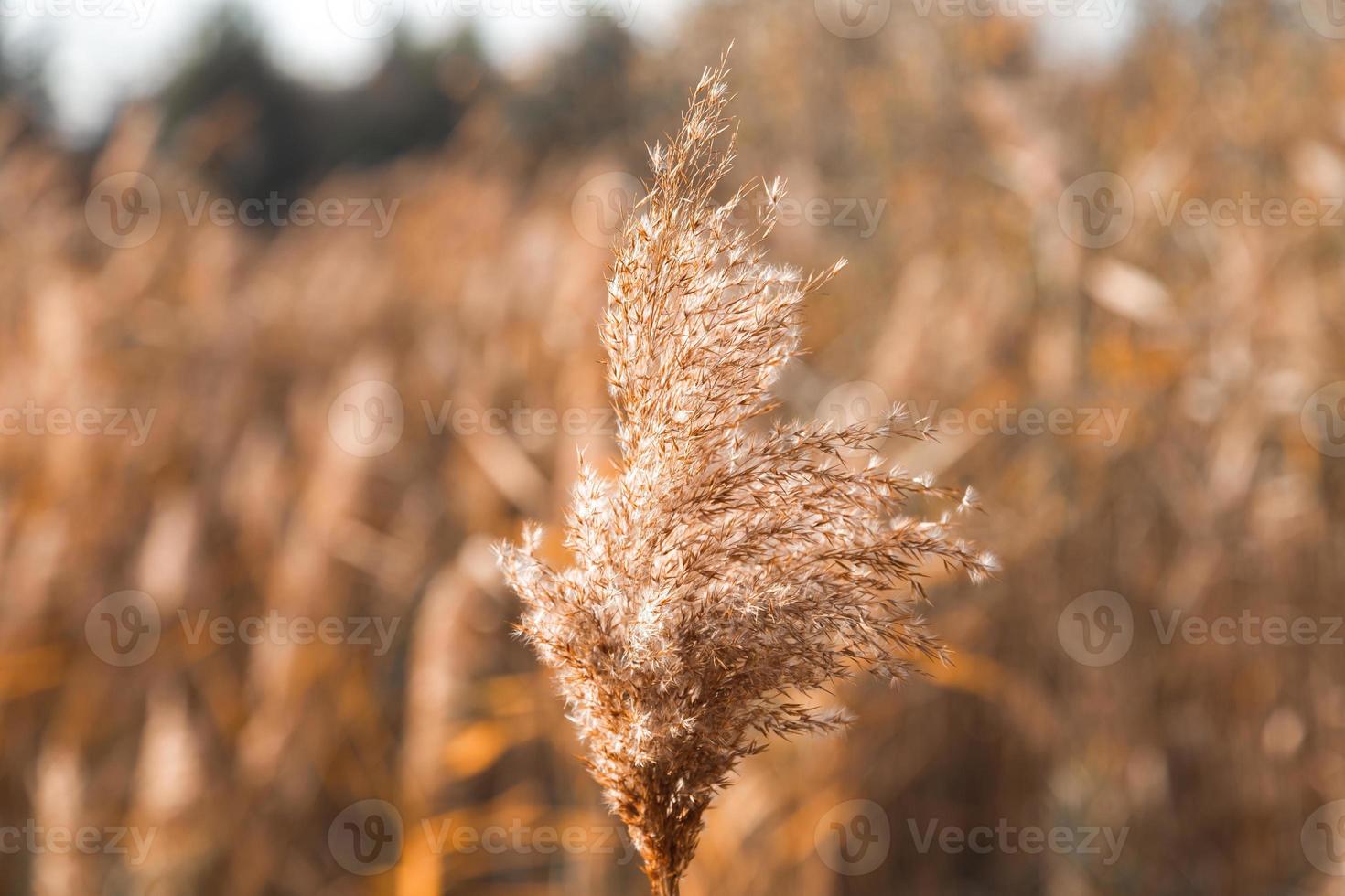 Dry wheat grass field background photo