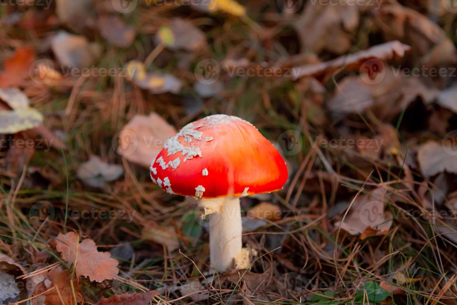 Beautiful poisonous mushroom photo