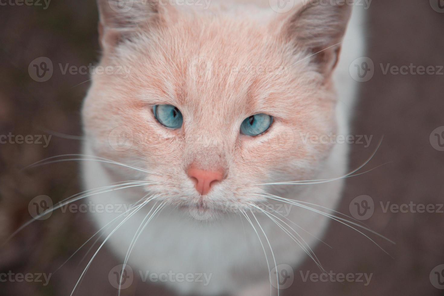 gato blanco y naranja con ojos azules mirando a la cámara foto