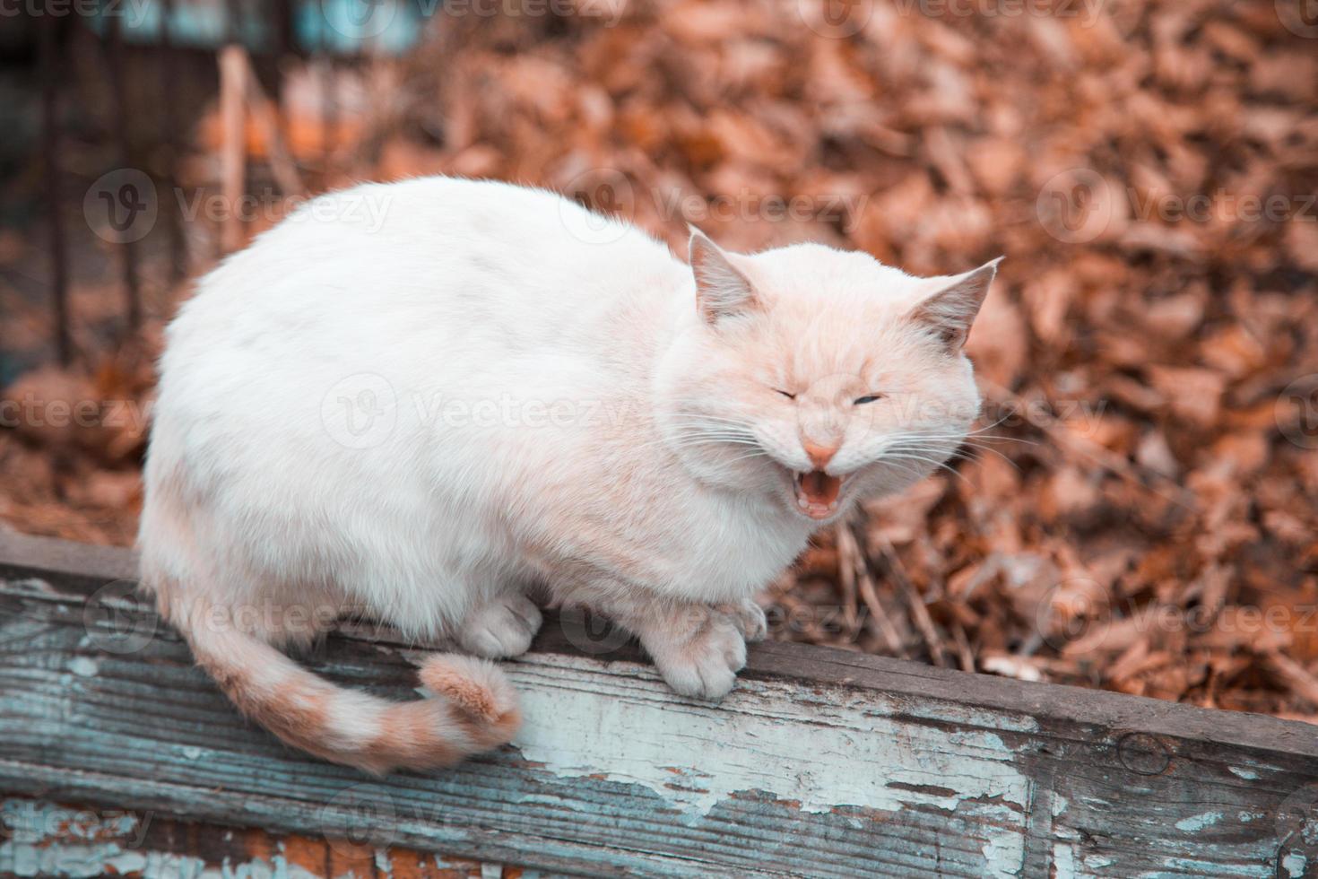 A screaming cat with orange white sits on a fence photo