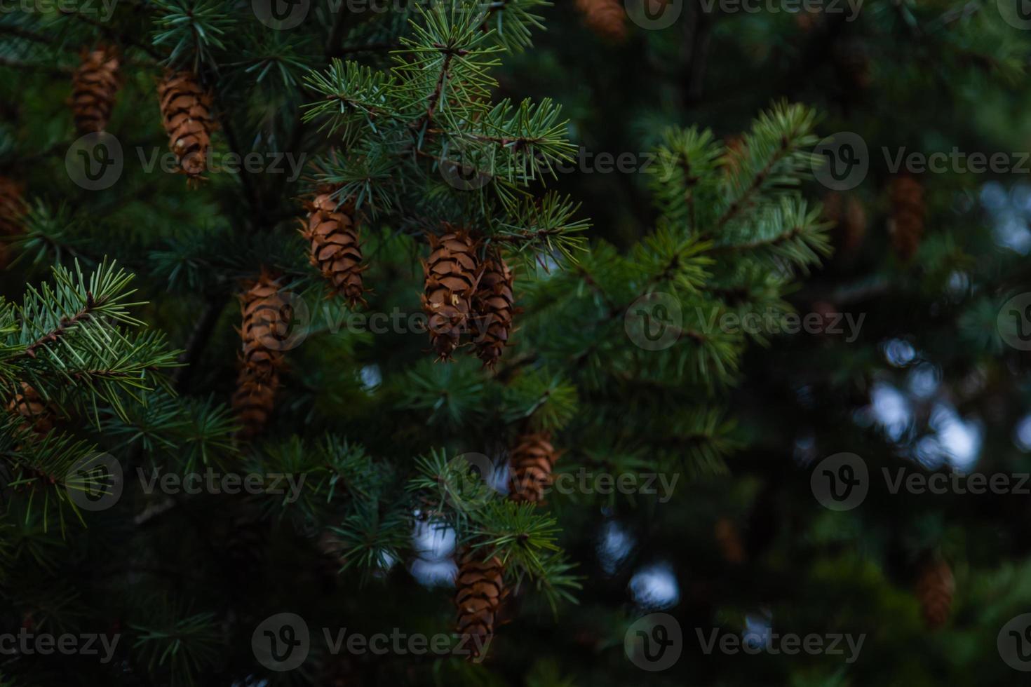 Cones on the branches of a large spruce photo