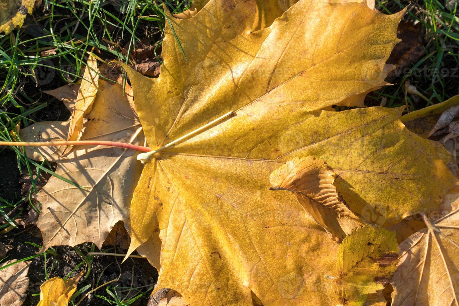 Autumnal scene maple leaf photo