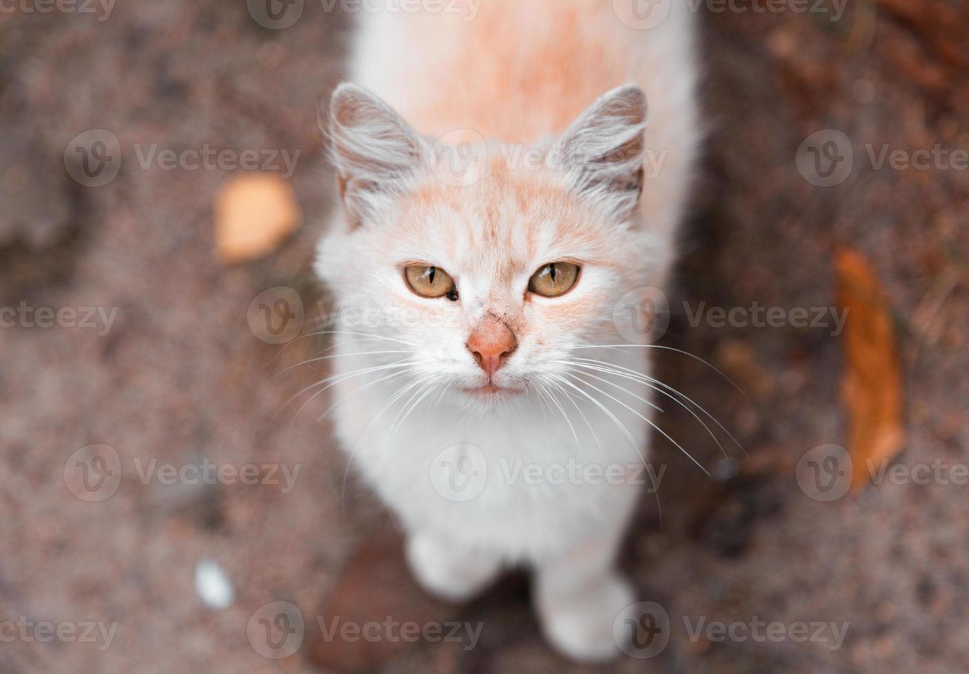 gato blanco y naranja mirando a la cámara foto