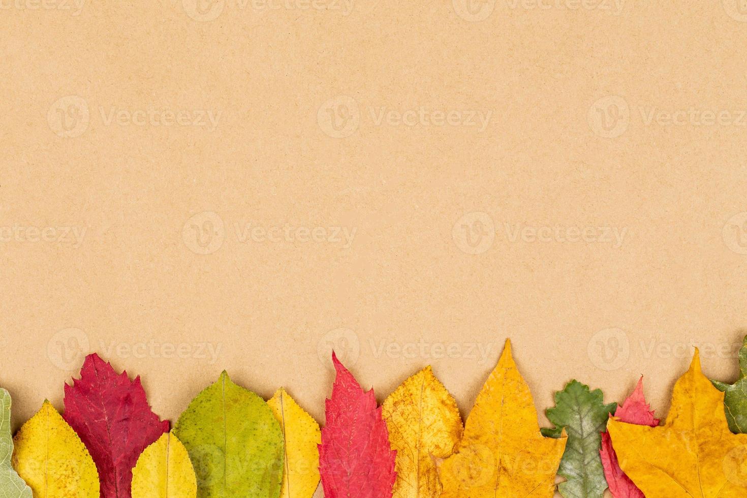 coloridas hojas de otoño sobre fondo neutro foto