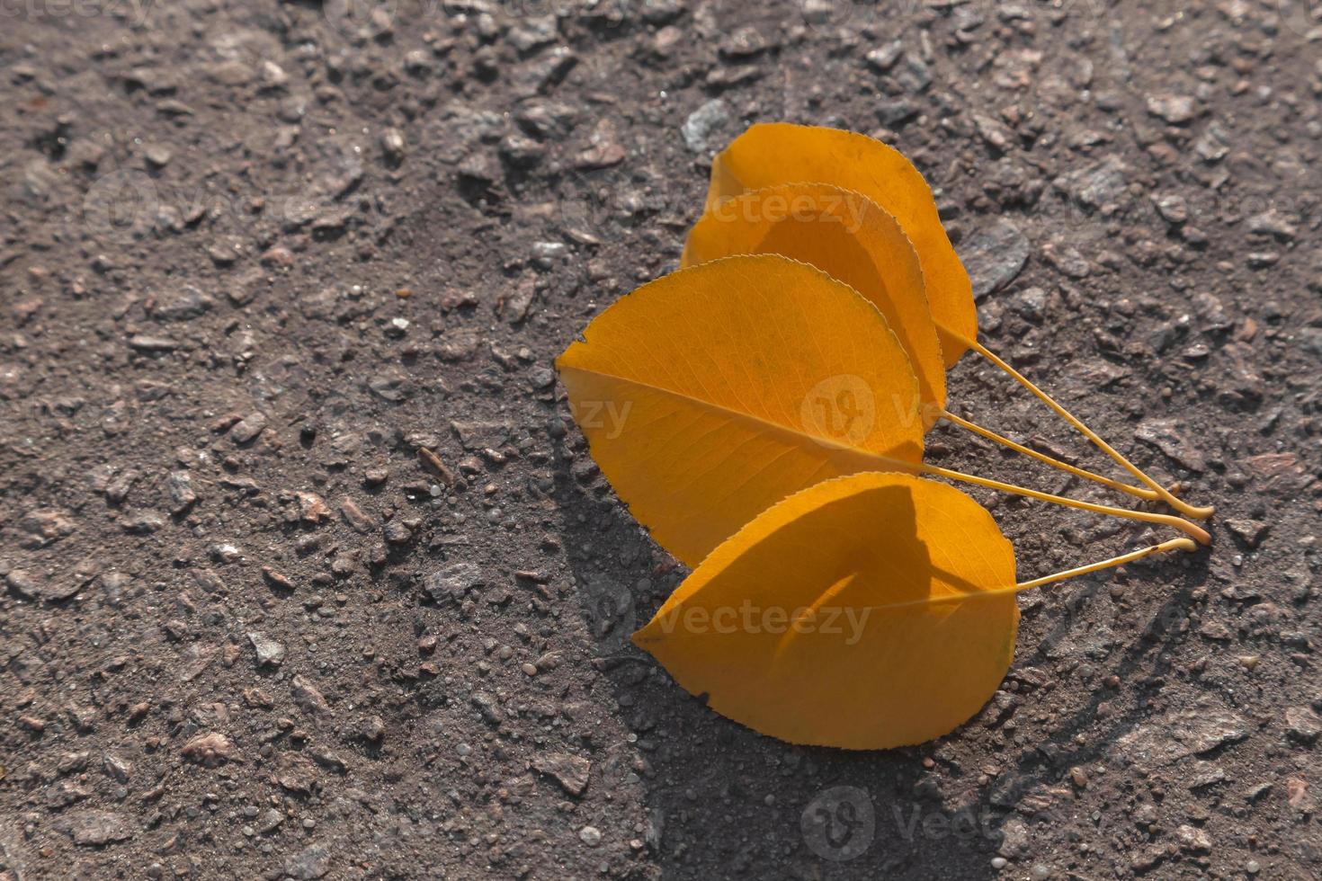 Close-up shot of yellow leaves lying on a black asphalt road photo