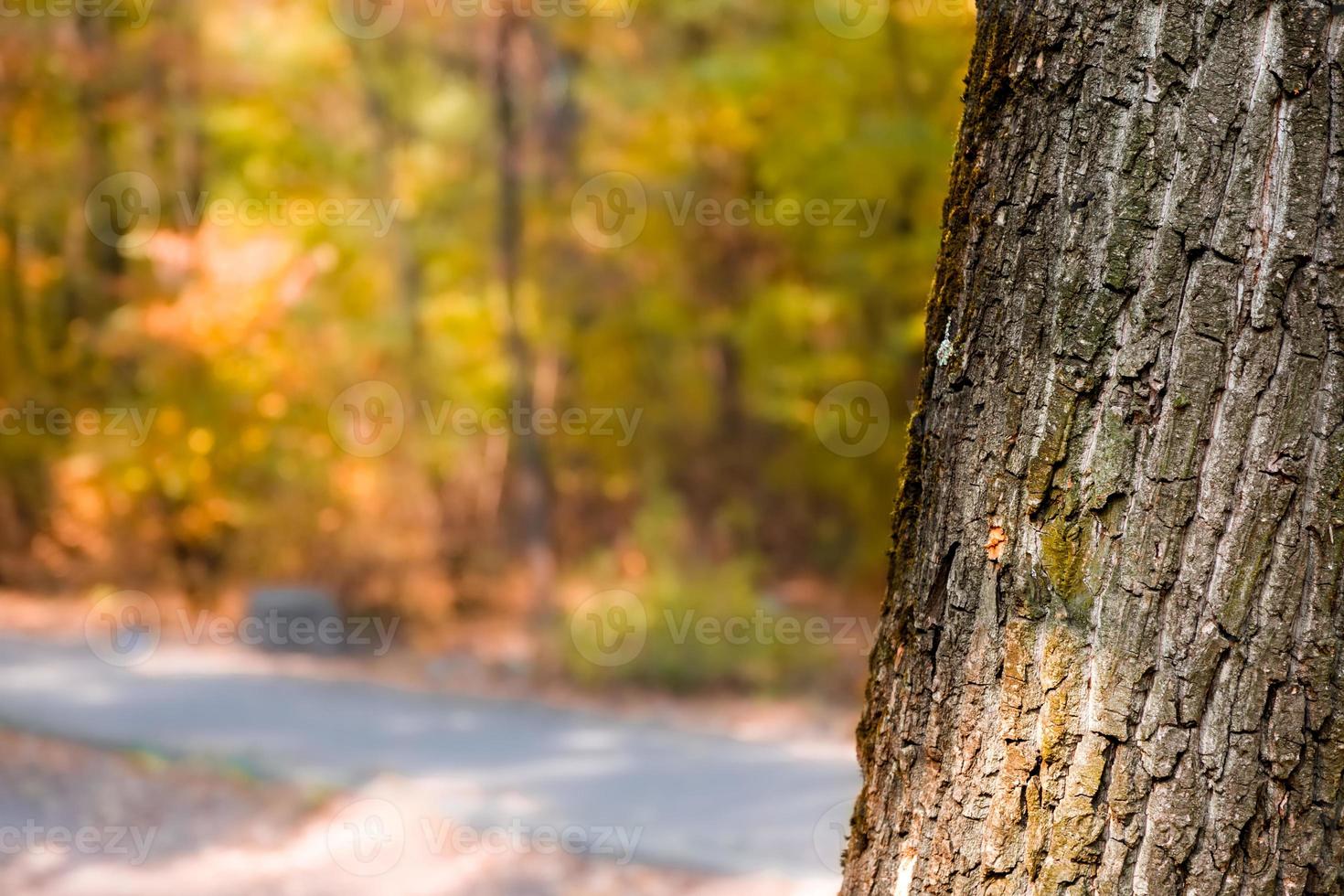 Close-up of autumn trees in park with copy space for text photo