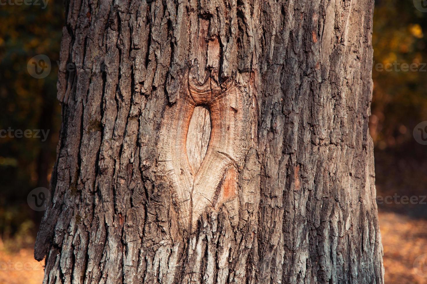 Hueco en un árbol de cerca en el parque de otoño foto