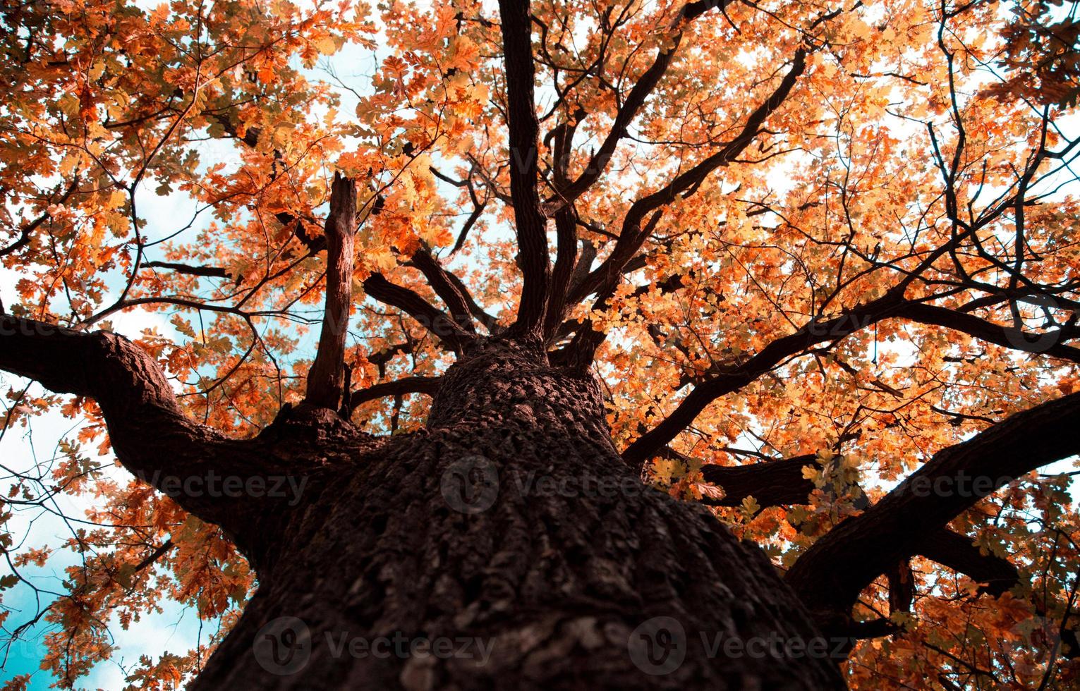 parte superior del árbol de roble de color otoñal en la temporada de otoño foto