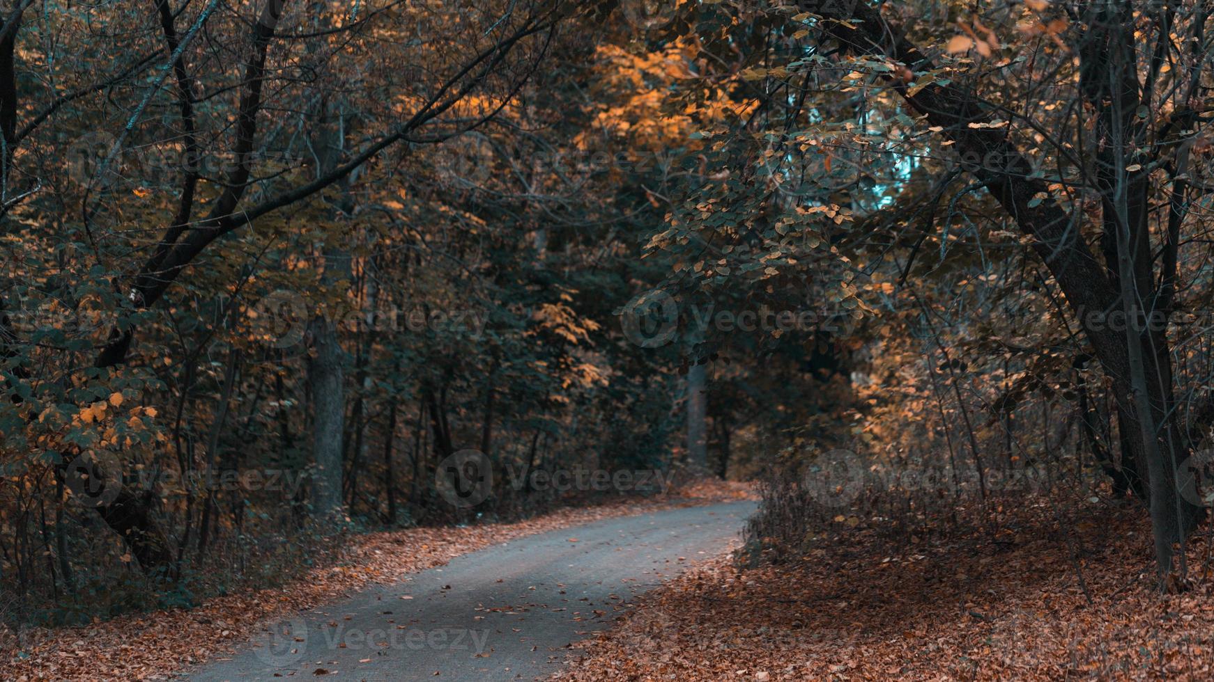 Autumn forest road photo