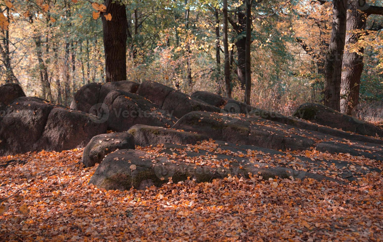 Roca llena de musgo y hojas amarillas en el colorido bosque otoñal foto