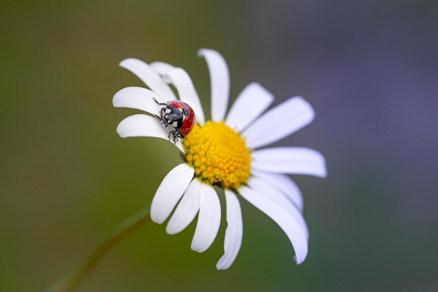 macro of a ladybird coccinella sitting on a petal of a daisy leucanthemum blossom in mountain meadow in summer season with copy space photo