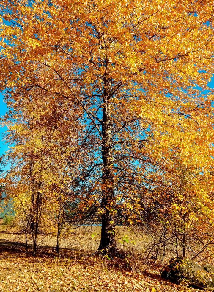 Yellow Aspen an autumn scene in November at Detroit Lake State Park Detroit OR photo