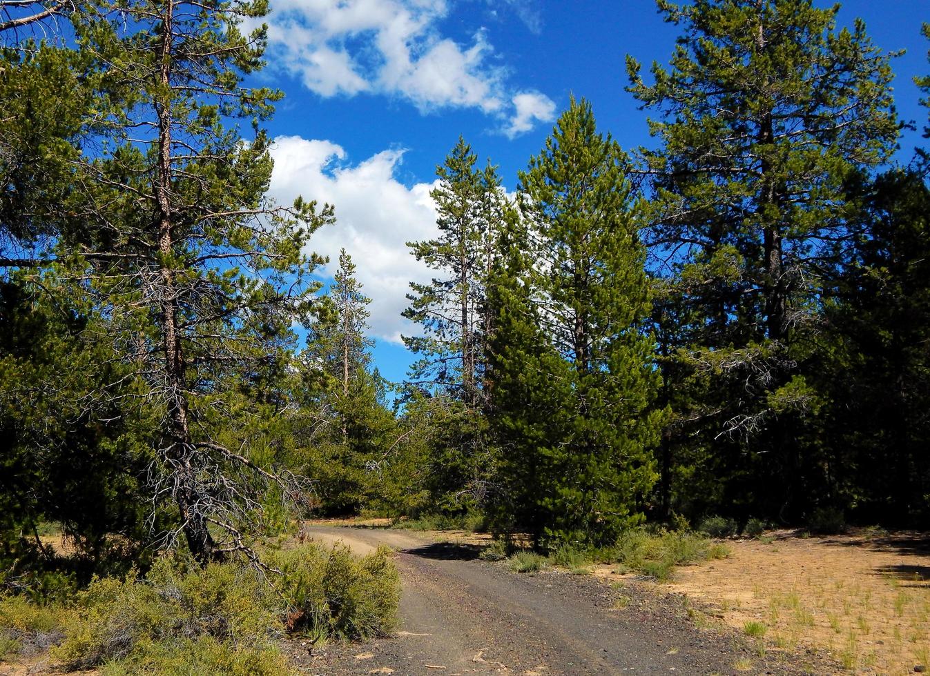 pinos en el verano una escena de bosque de julio en el campamento de Swamp Wells cerca de Bend o foto