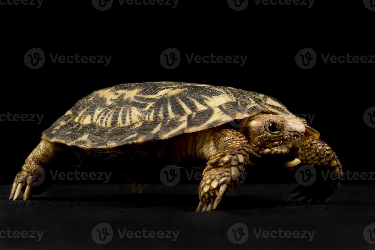Pancake tortoise  Malacochersus tornieri photo