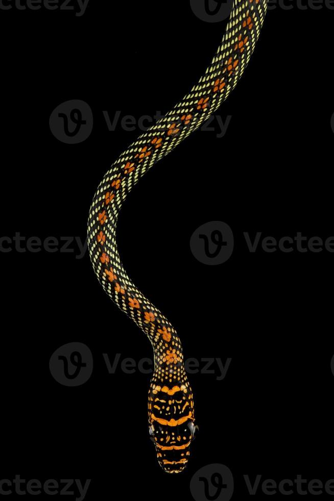 serpiente del árbol del paraíso chrysopelea paradisi foto