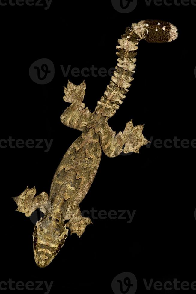 Malaysia Parachute Gecko Gekko cicakterbang photo