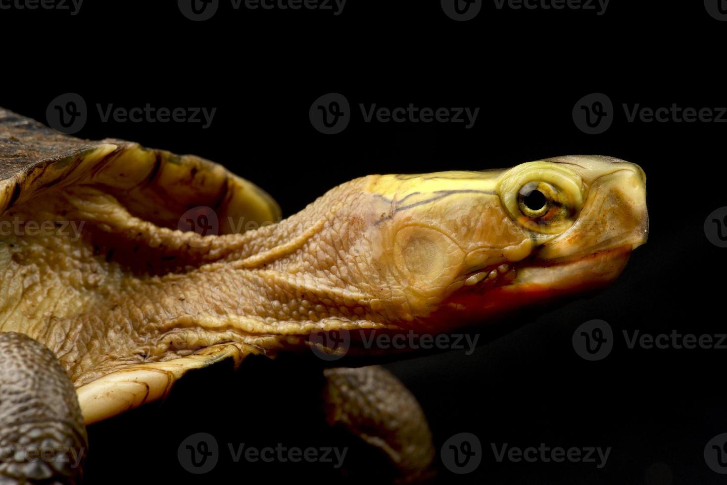 Yellow marginated box turtle  Cuora flavomarginata sinensis photo