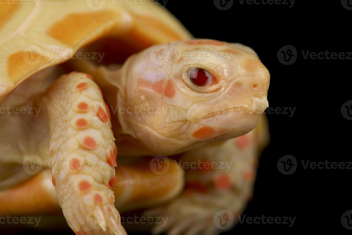 Albino Red footed tortoise  Chelonoides carbonaria photo