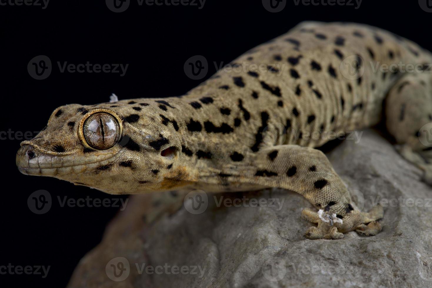 San Martín gecko de cola gruesa thecadactylus oskrobapreinorum foto