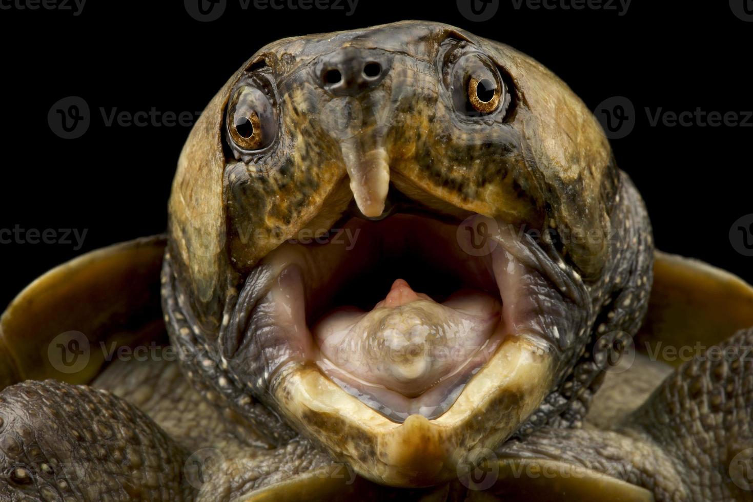 Tortuga de cabeza grande Platysternon megacephalum foto
