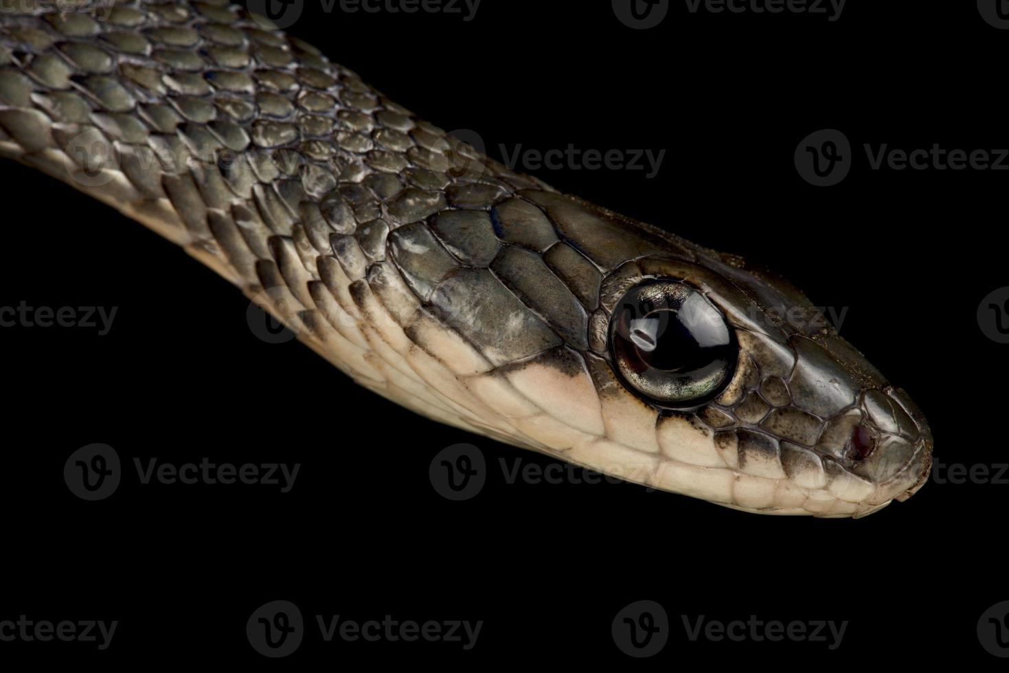 white bellied rat snake  Ptyas fusca photo