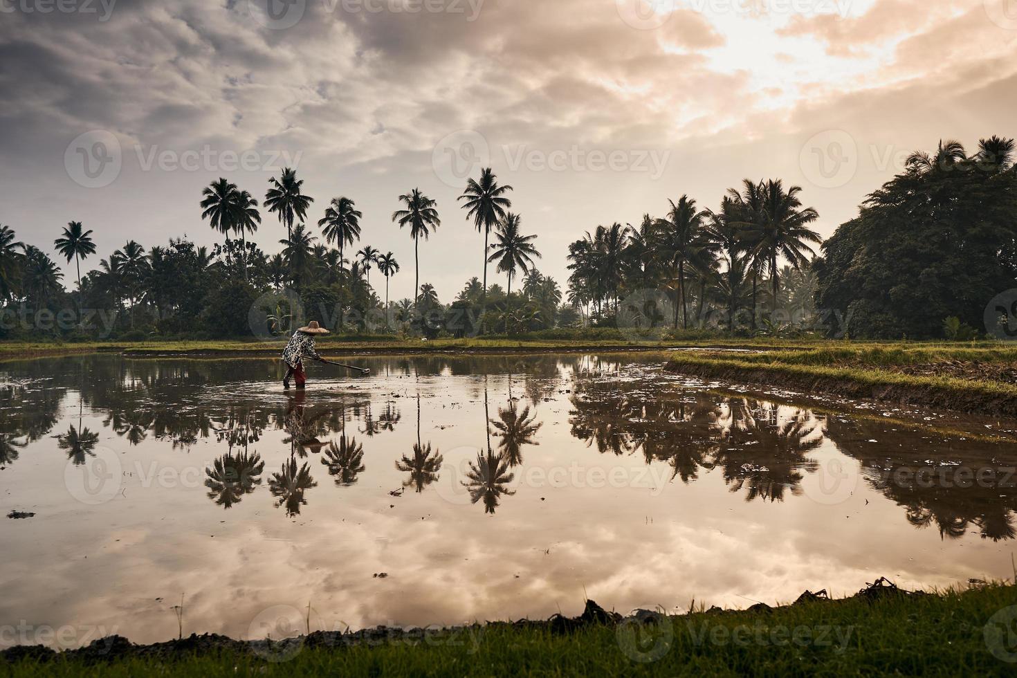 Paddy field mud reflection photo