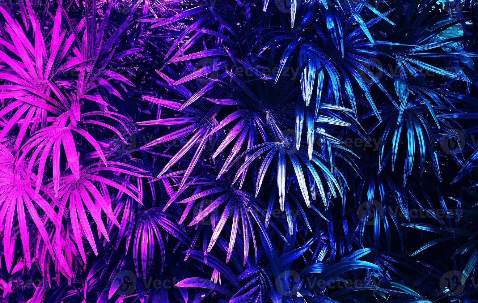Tropical leaf forest glowing in the dark background photo