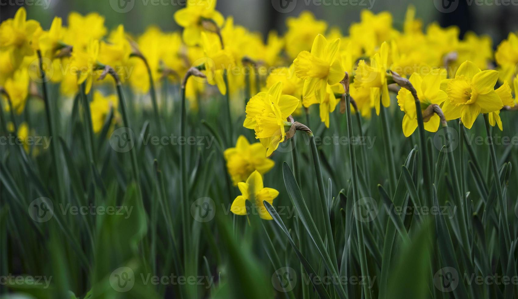 floral background with blooming yellow tulips on a flower bed and selective focus photo