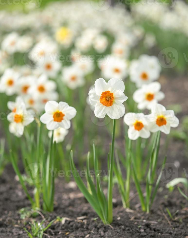 Floral background white daffodils selective focus photo