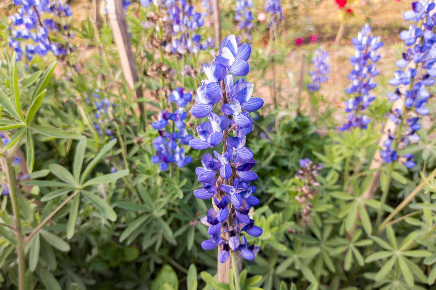 Beautiful blue lupine flowers and green leaves bloom in the garden photo