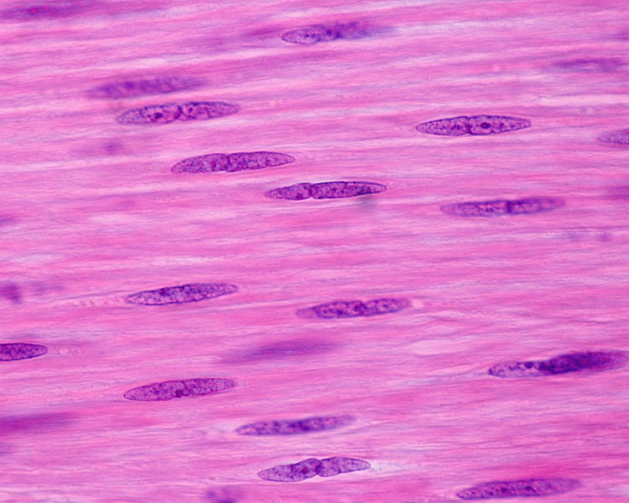 Smooth muscle cells photo