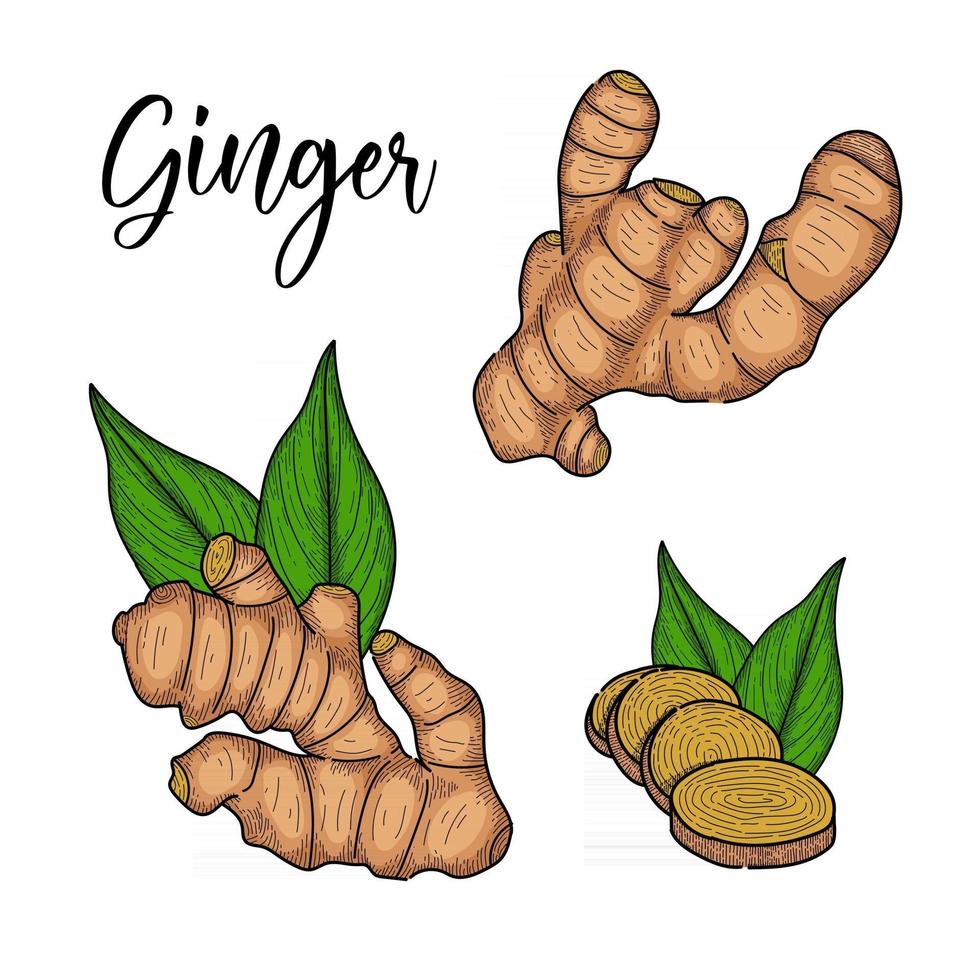 line art hand drawn style vector illustration of Ginger