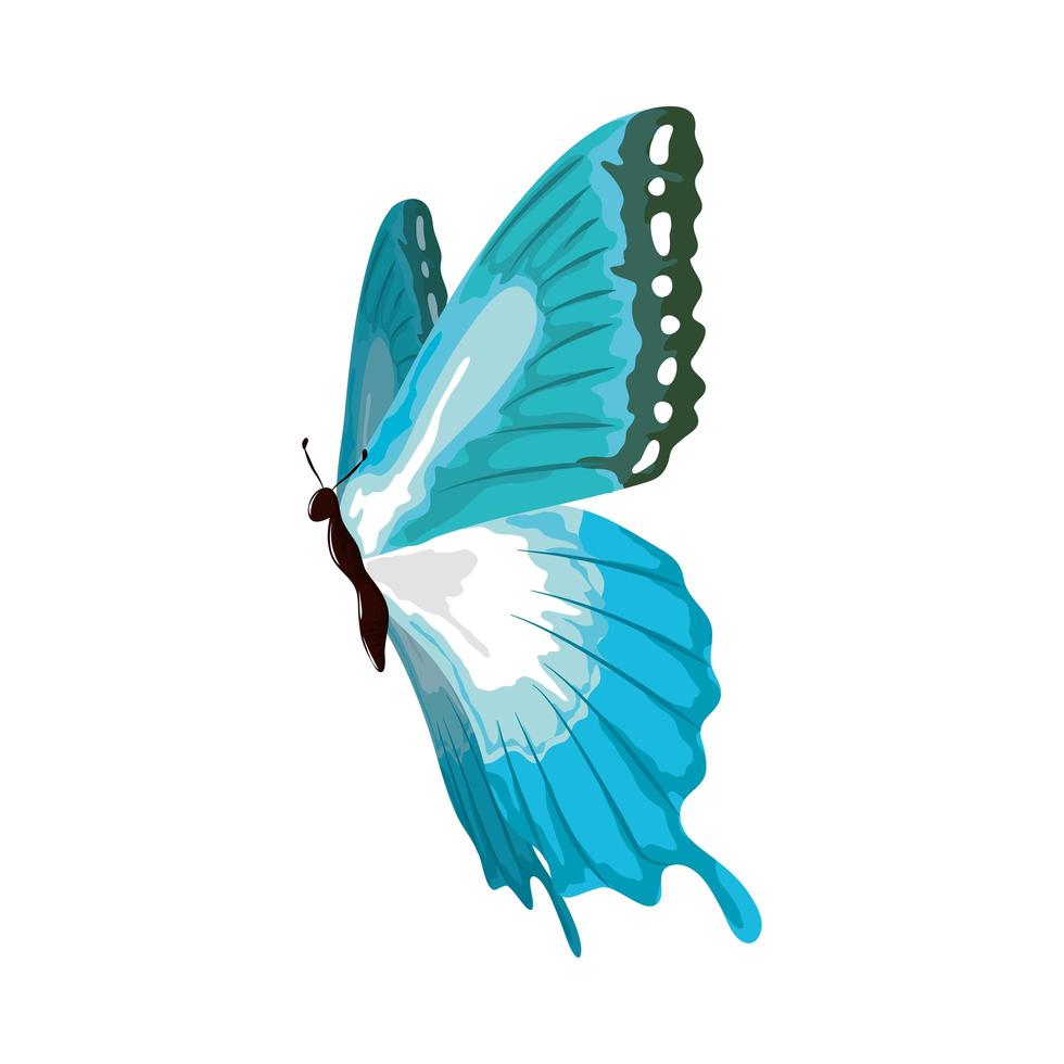 butterfly painting watercolor vector