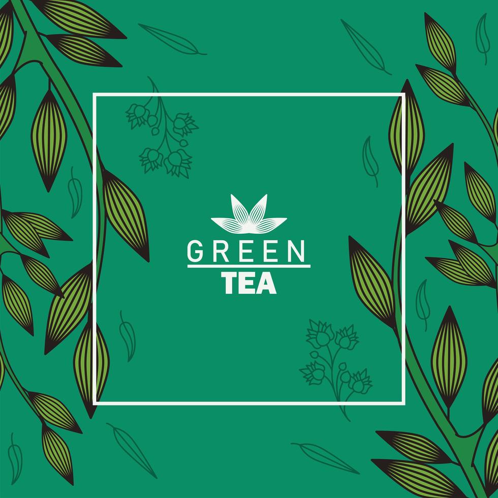 green tea lettering poster with leaves in square frame vector