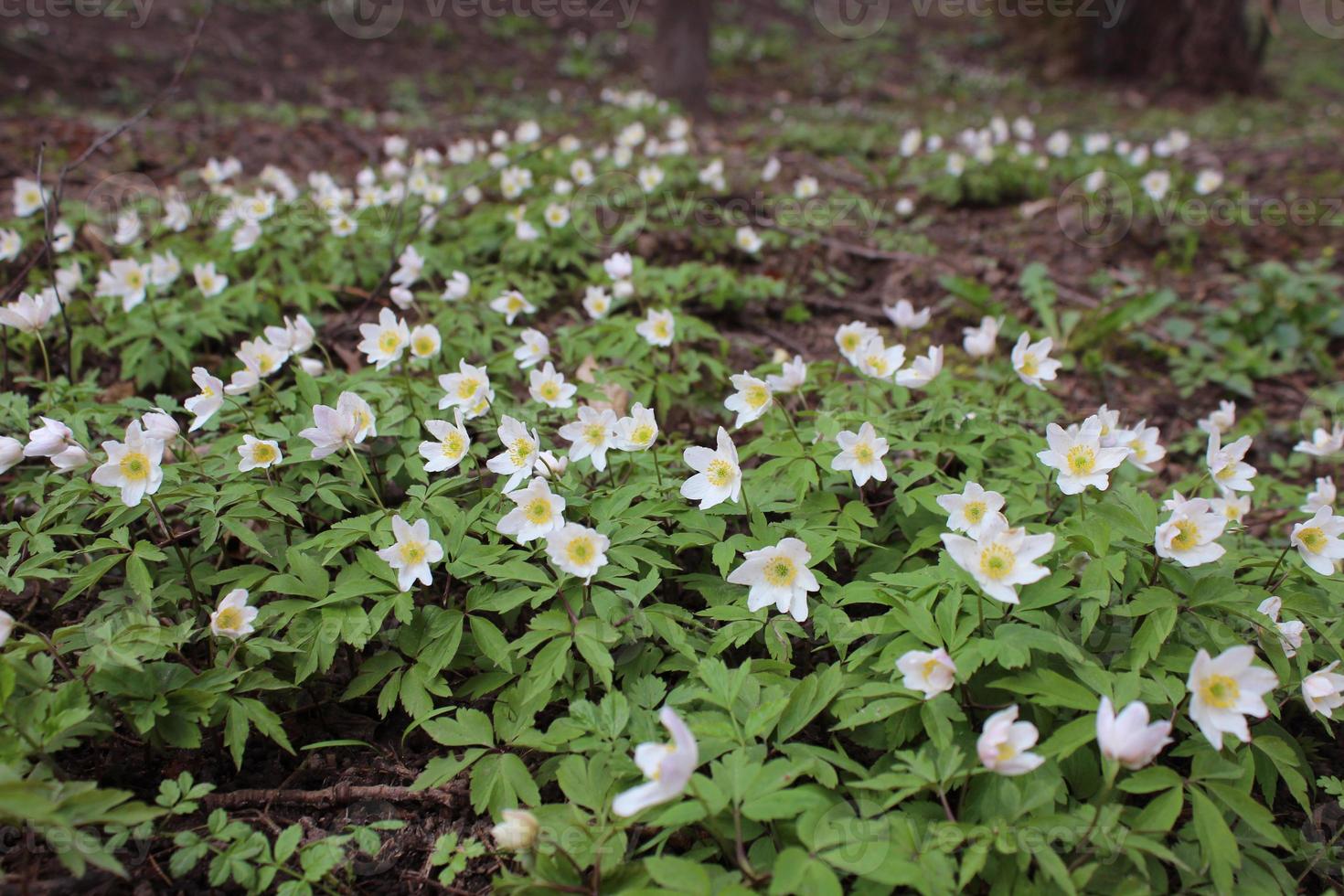 Primroses Early spring in the forest photo