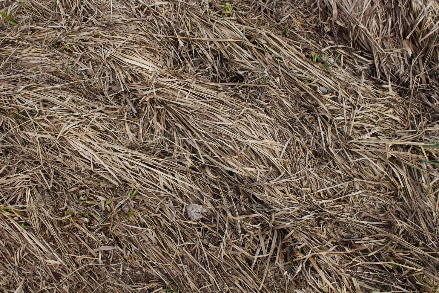 Vista superior sobre la hierba marrón seca para el fondo foto