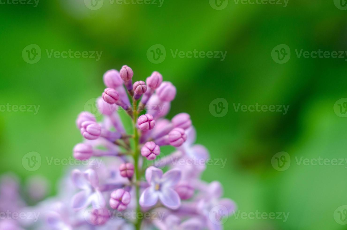 Lovely flowers of blooming purple lilac in the sun photo