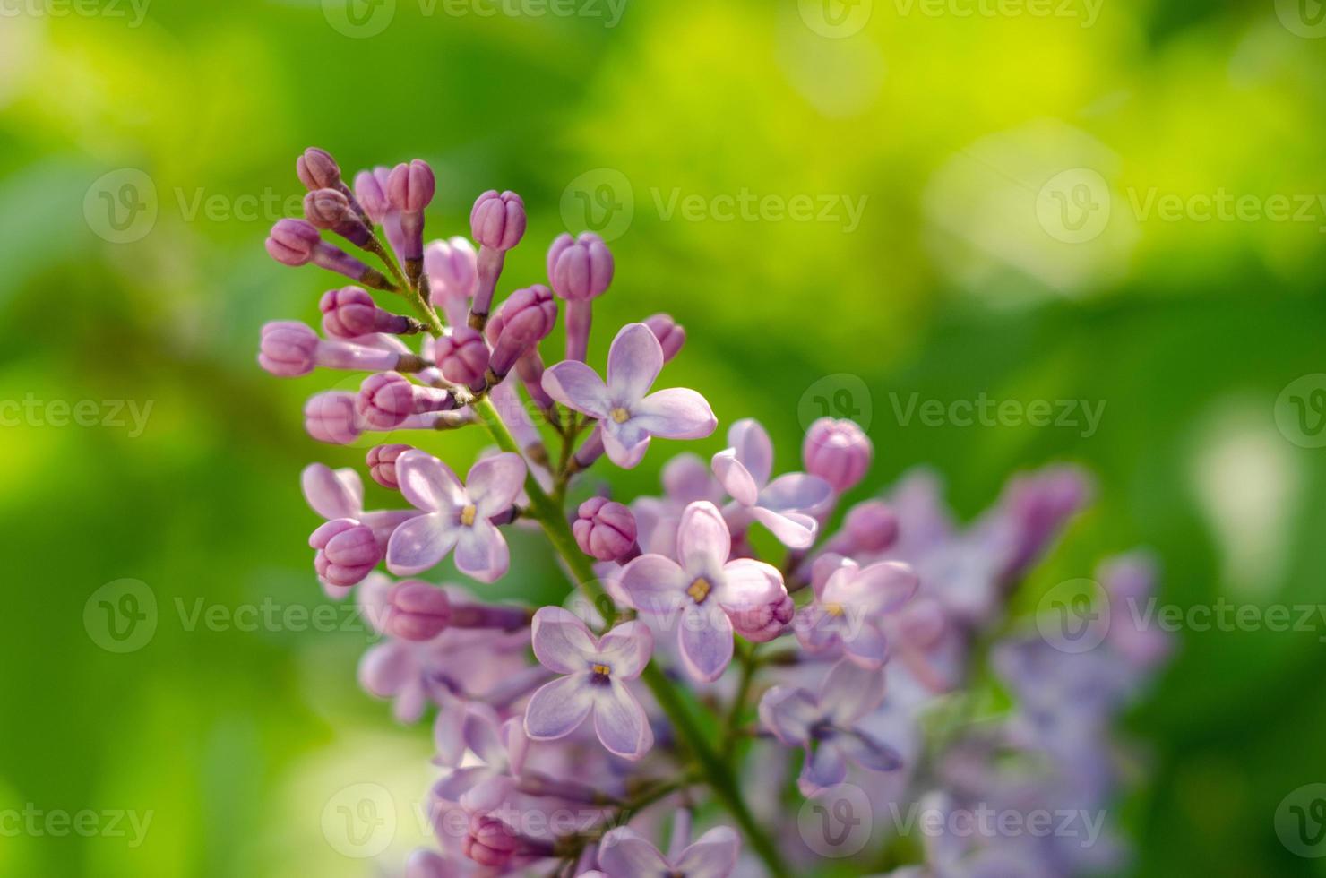 Lovely flowers of blooming purple lilac in the sun photo