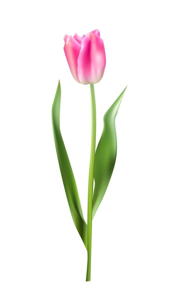 Realistic Vector Illustration Colorful Tulips Background