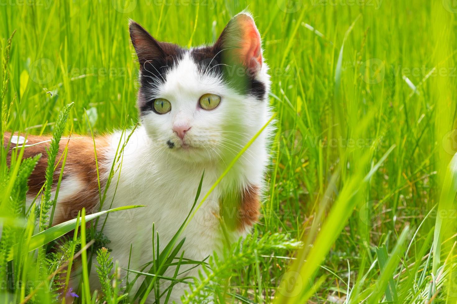 Hermoso gatito en pasto verde gato en el césped foto