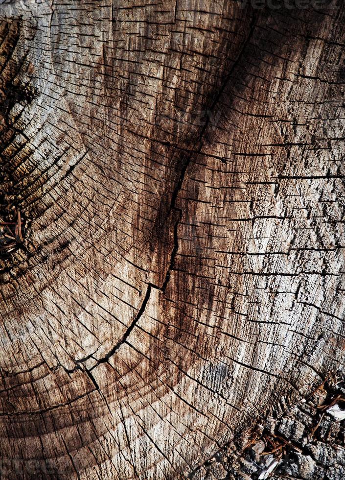 Crack on the detail of an old stump photo