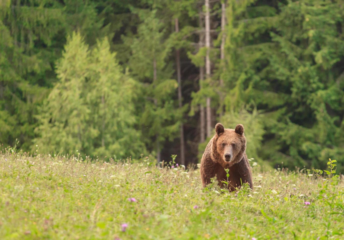 Brown wild bear photo