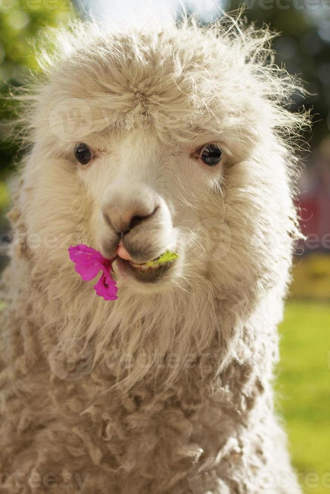 Llama laying on the lawn with a flower in Arequipa Peru photo